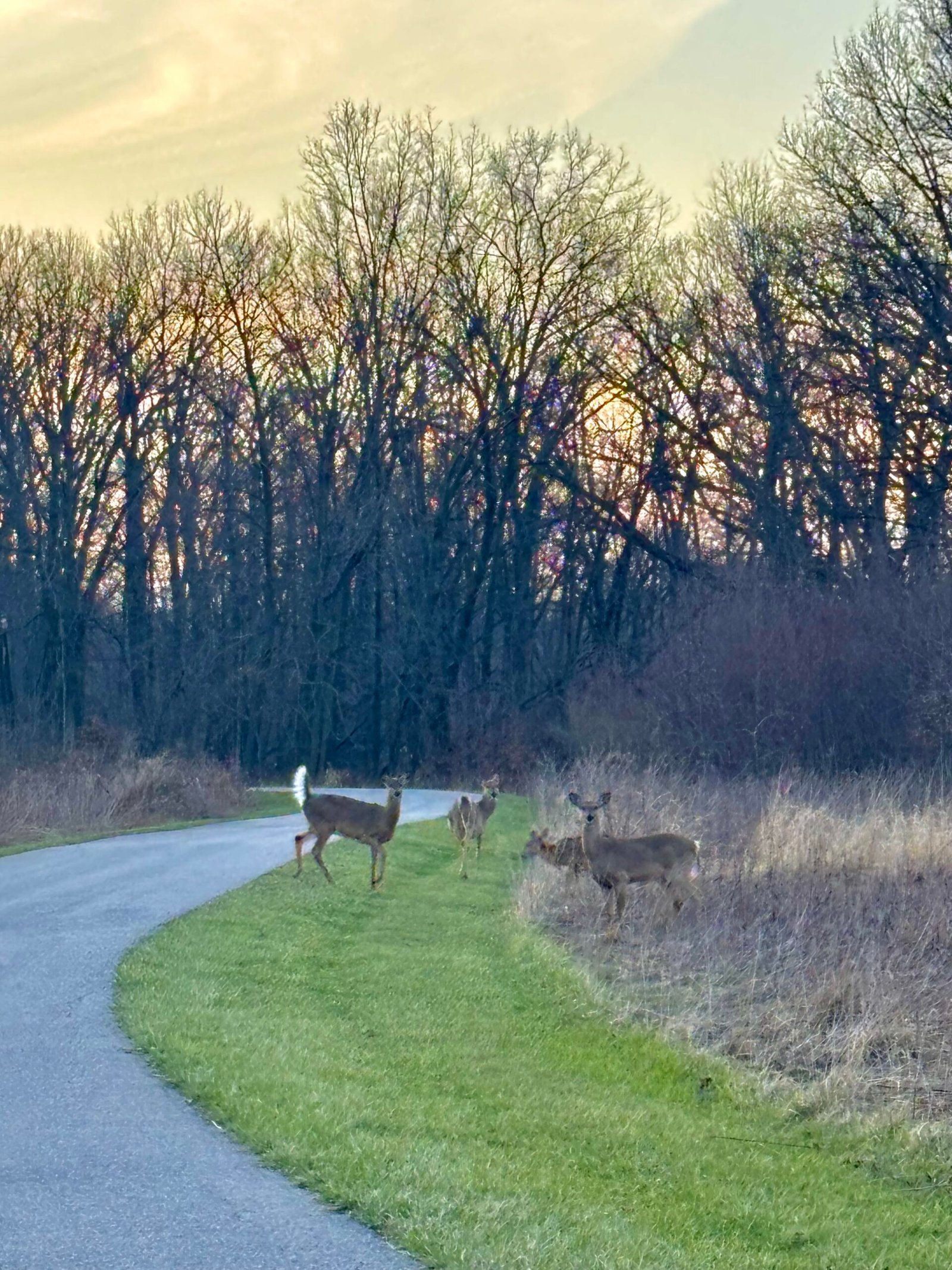 Deer on the trail during Chicago half marathon training week 5 Tuesday run