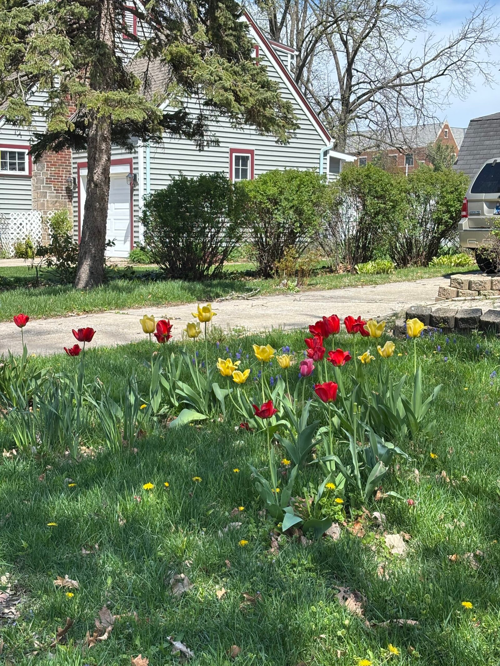 Tulips blooming during spring half marathon training week 9