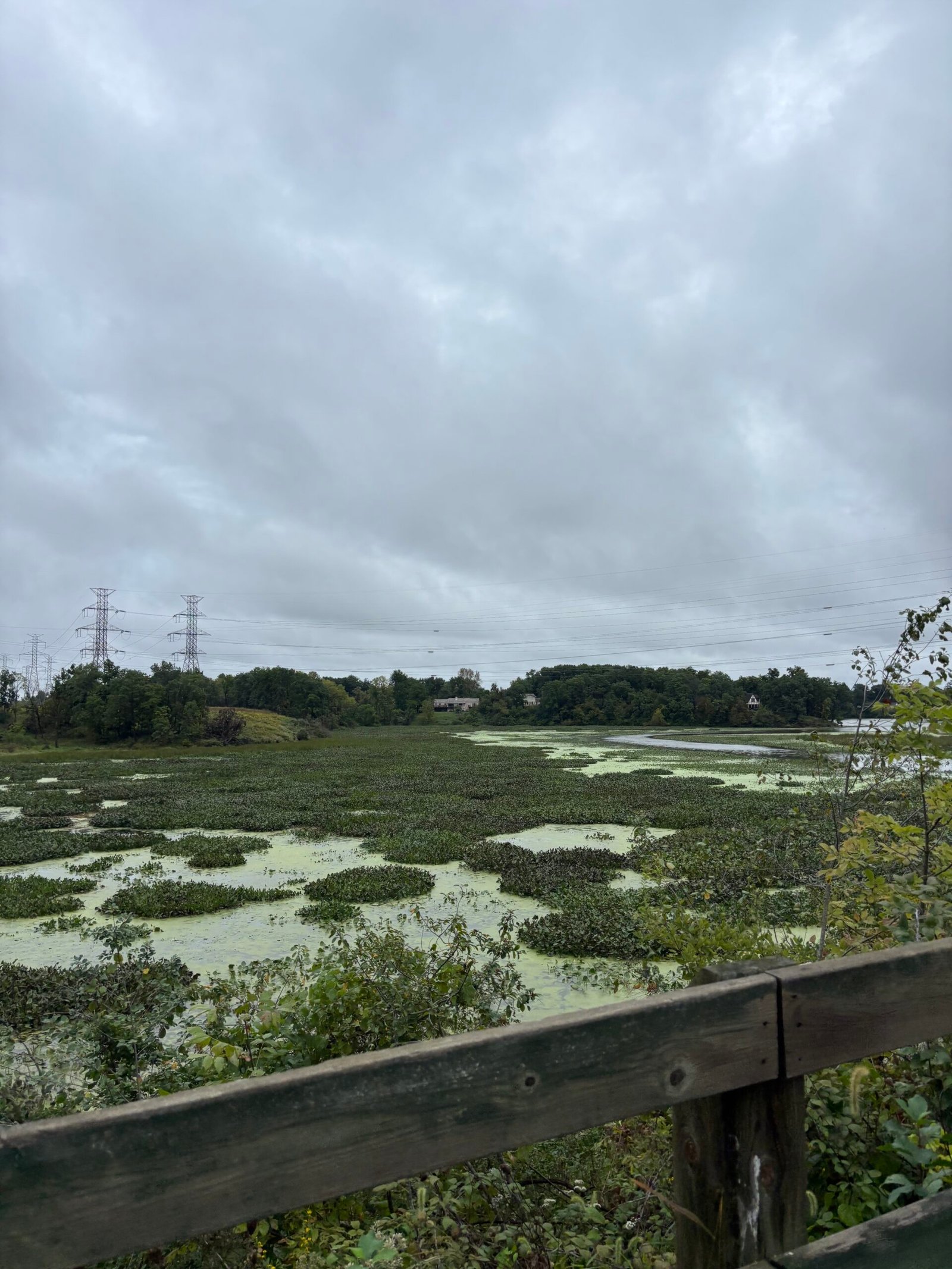 The nature district along the trail on a 16-mile marathon training long run