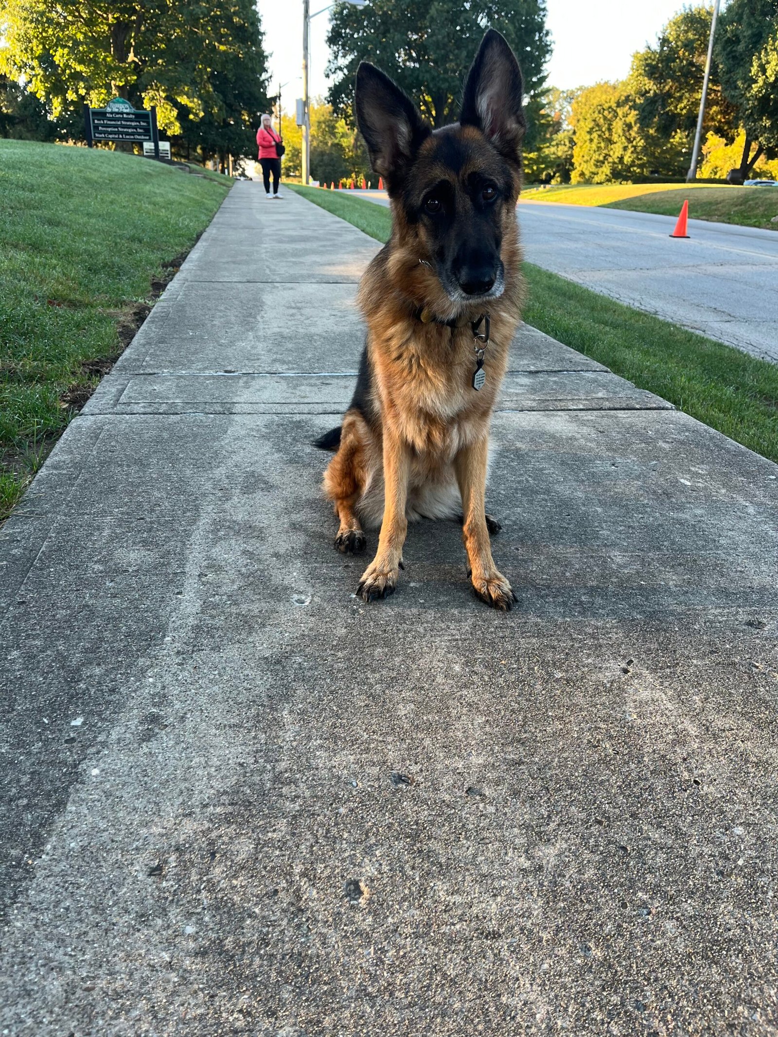 Scout the dog cheering at the Fort Ben half marathon